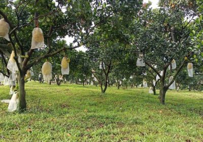 JACKFRUIT