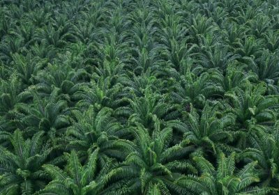 Oil Palm Plantation