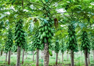 PAPAYA FARM